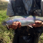 Rainbow Trout on Prorotype Five-0 Minnow