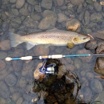 55cm Hen caught on the new Five-0 Minnow